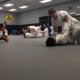 Martial Arts, Jiu Jitsu